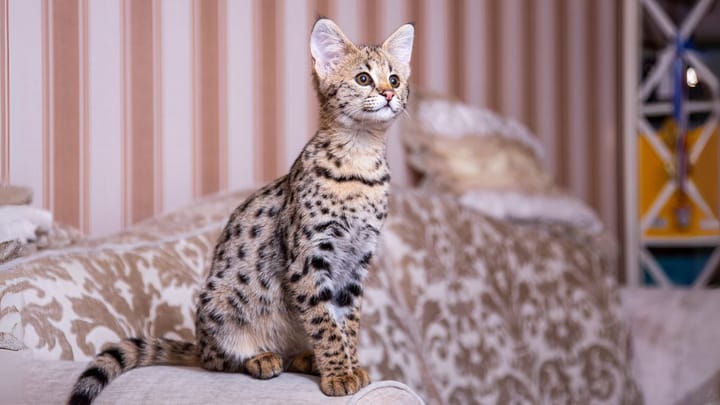 Foto: erwachsene Katze der Rasse Savannah