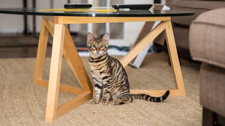Foto: volwassen kat ras Toyger
