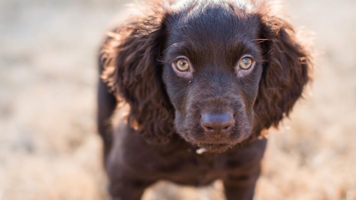 Photo : chien adulte de race Boykin Spaniel