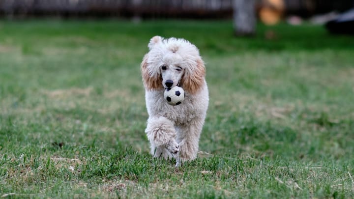 Photo : chien adulte de race Caniche Nain