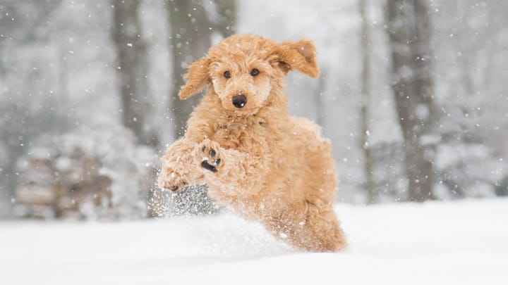 Photo : chien adulte de race Grand Caniche
