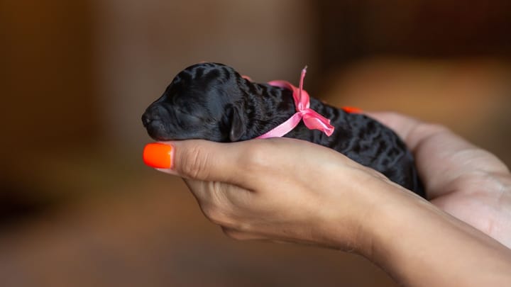 Photo : chien adulte de race Caniche Moyen