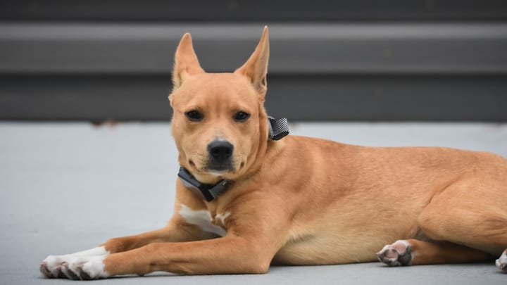 Photo : chien adulte de race Carolina Dog