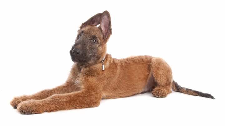 Photo : chien adulte de race Laekenois