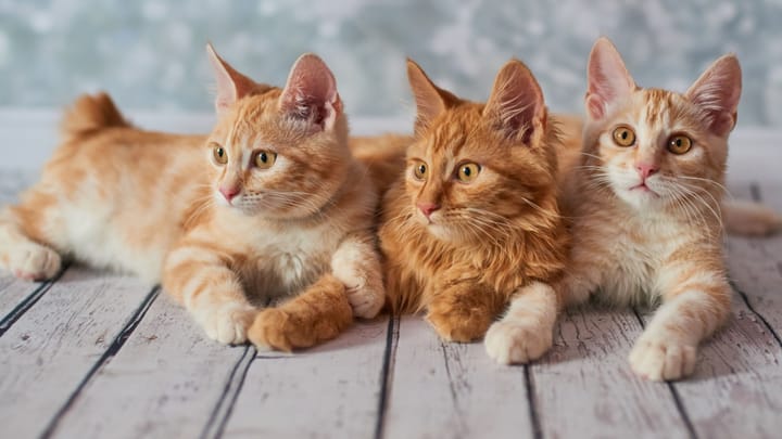Foto: volwassen kat ras American Bobtail