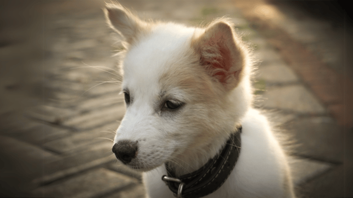 Photo : chien adulte de race Kintamani