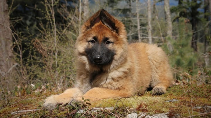 Photo : chien adulte de race Shiloh Shepherd Dog