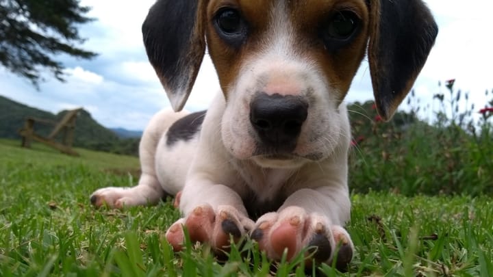 Photo : chien adulte de race Bagle