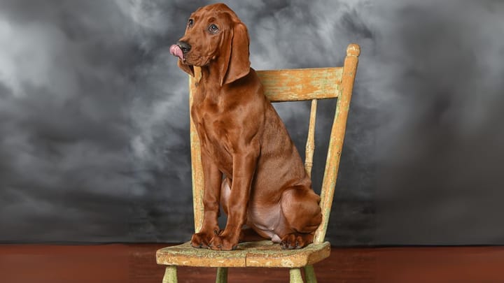Photo : chien adulte de race Redbone Coonhound