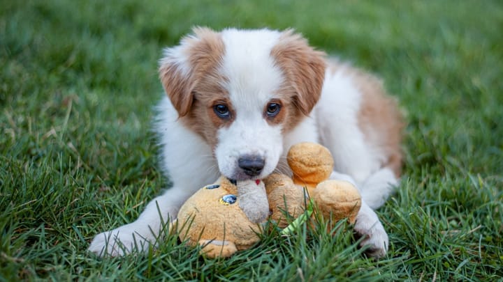 Photo : chien adulte de race English Shepherd