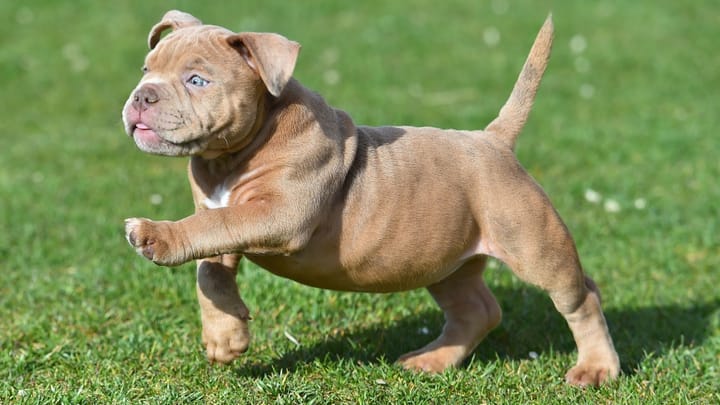Photo : chien adulte de race American Bully