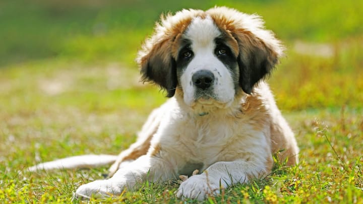 Photo : chien adulte de race Chien de garde de Moscou