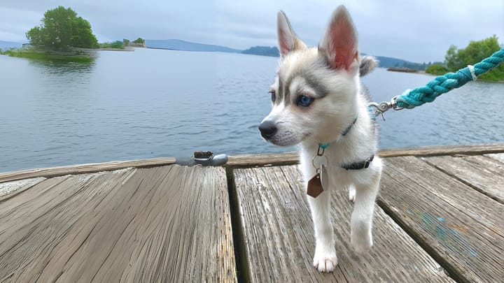 Photo : chien adulte de race Klee Kai Alaskan