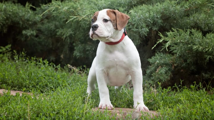 Foto: erwachsener Hund der Rasse American Bulldog