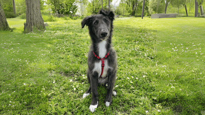 Photo : chien adulte de race Lévrier de soie