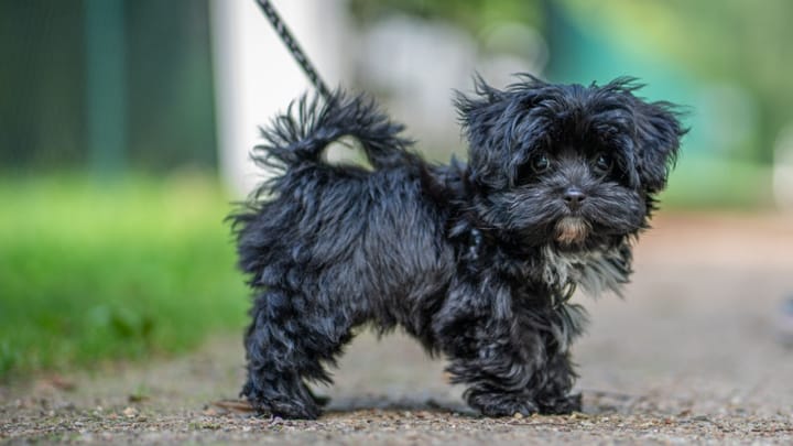 Photo : chien adulte de race Bichon russe