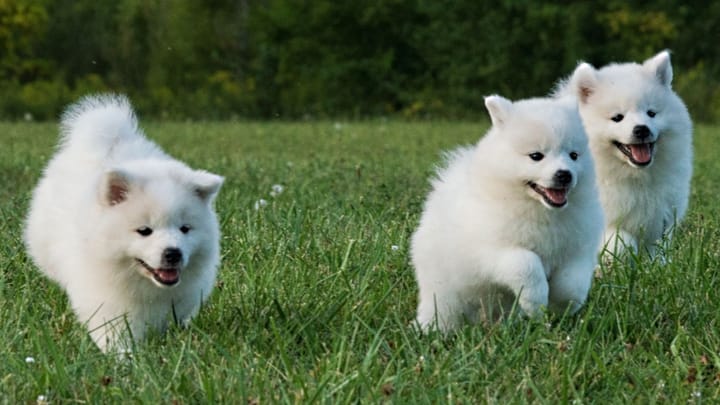 Photo : chien adulte de race Esquimau Américain