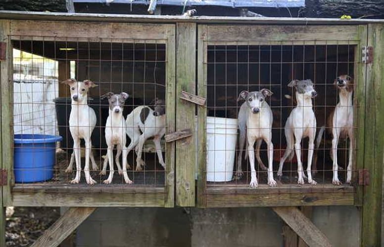 usine à chiots