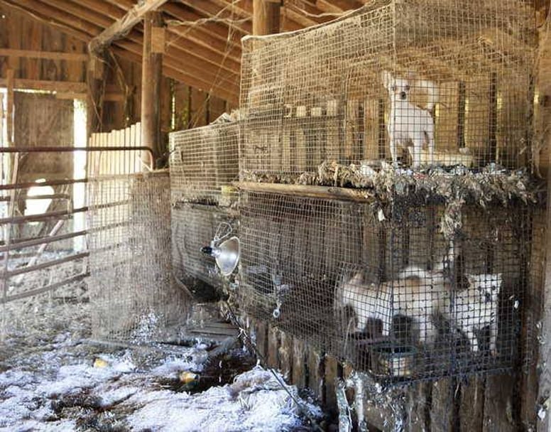 usine à chiots