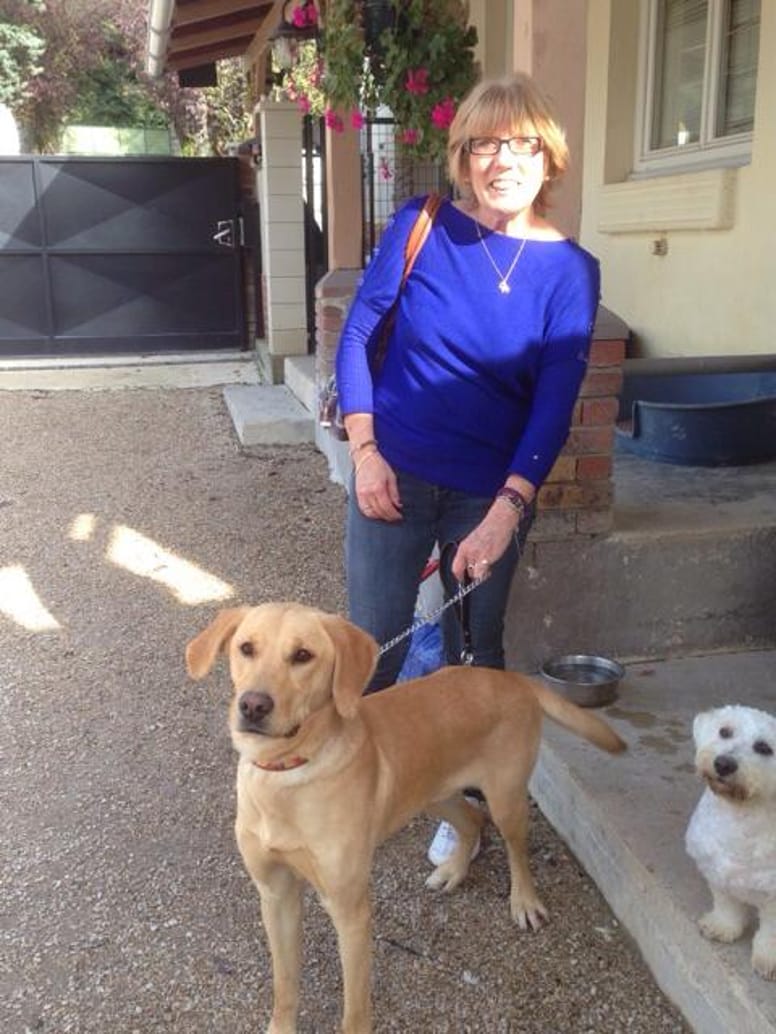 lucky chien affamé par ses propriétaires