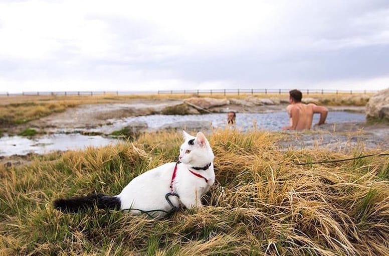 10 bonnes raisons de voyager avec son chat ou son chien