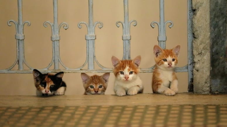 chatons istanbul