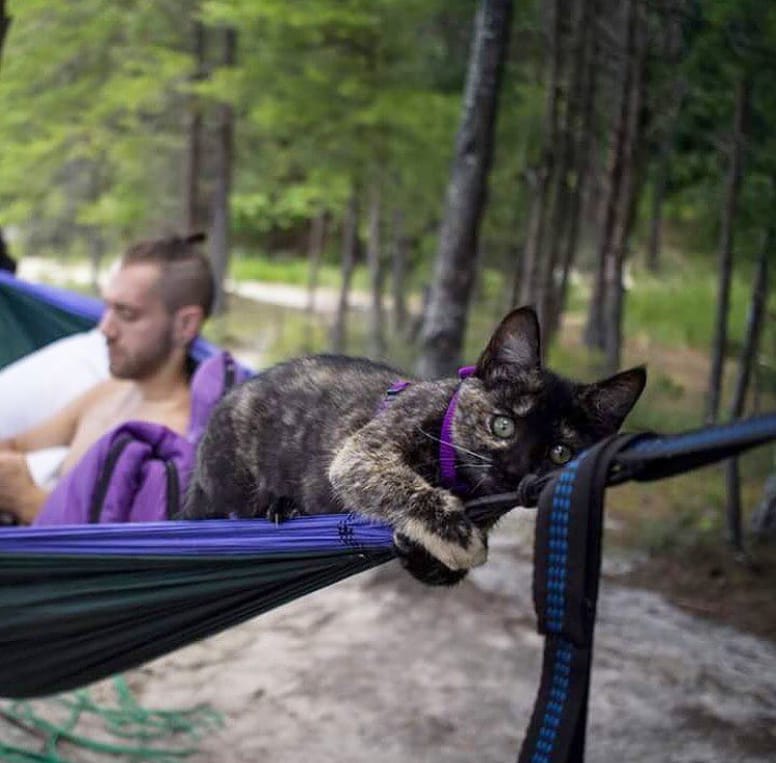 10 bonnes raisons de voyager avec son chat ou son chien
