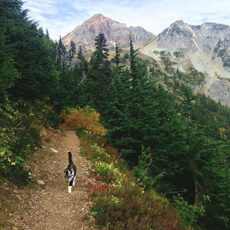 10 bonnes raisons de voyager avec son chat ou son chien