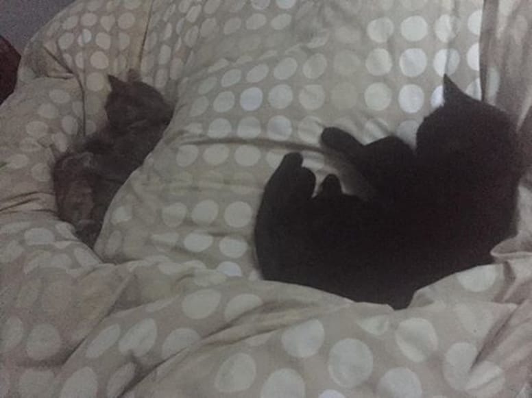 chatte perdue retrouve sa famille à Noel