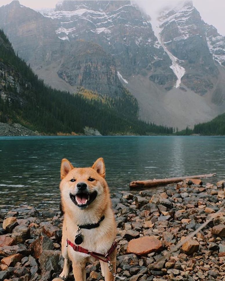 10 bonnes raisons de voyager avec son chat ou son chien