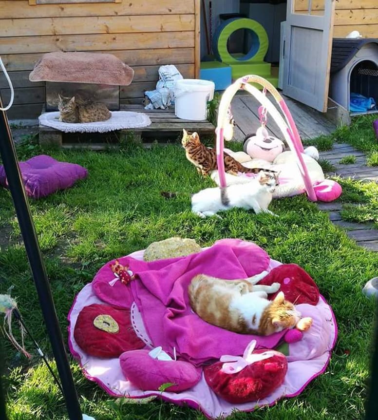 chats jouer dehors