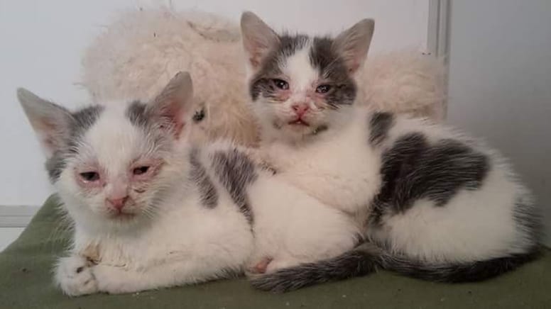 chatons refuge