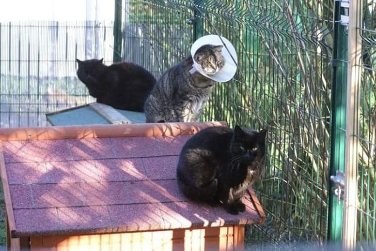 chats dehors