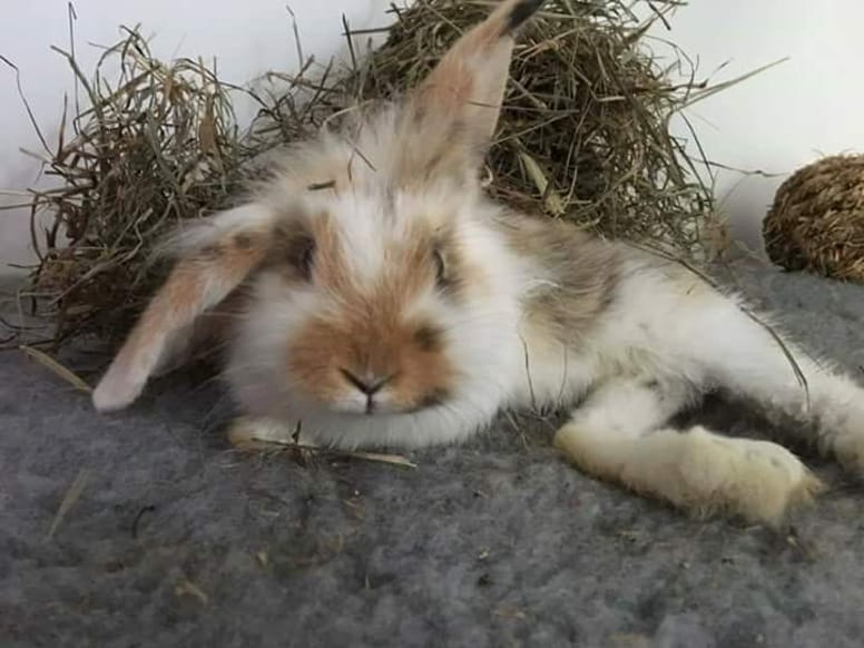 lapin handicapé
