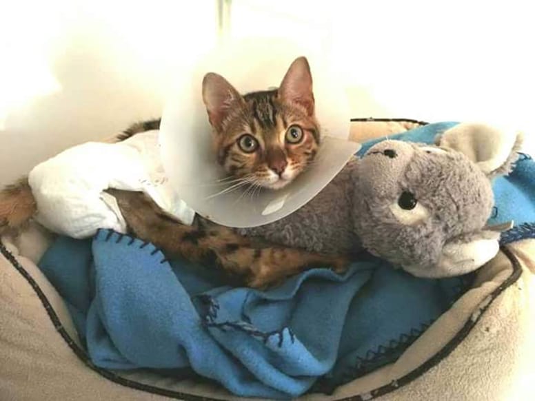 chat handicapé