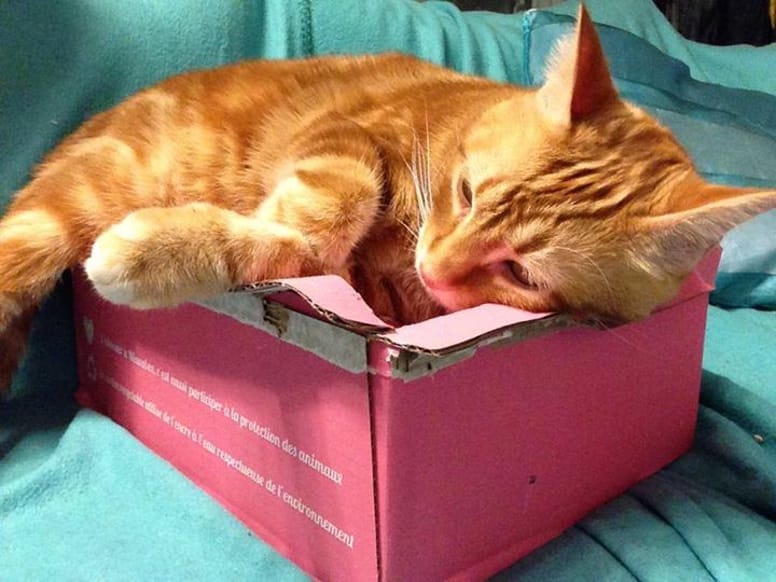 miaoubox