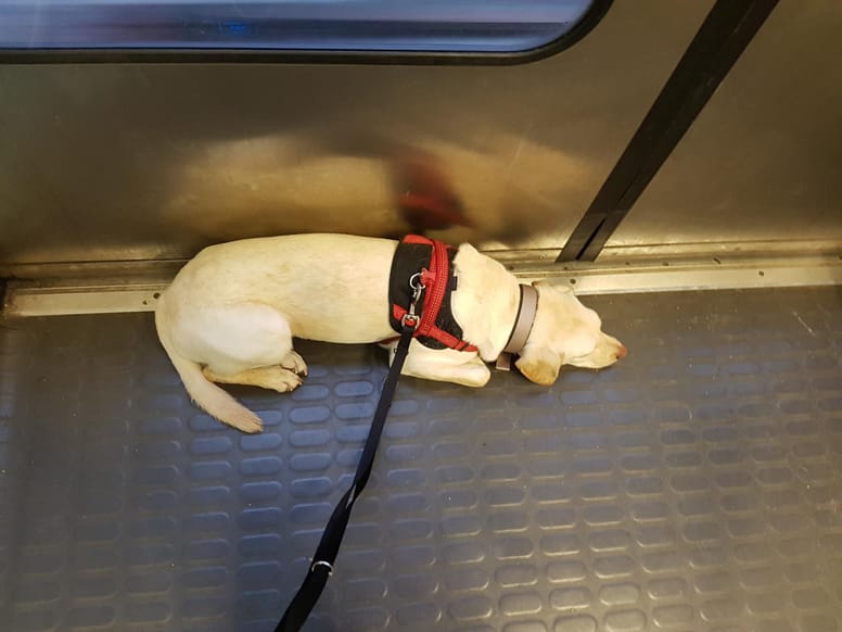 malinka chien RER