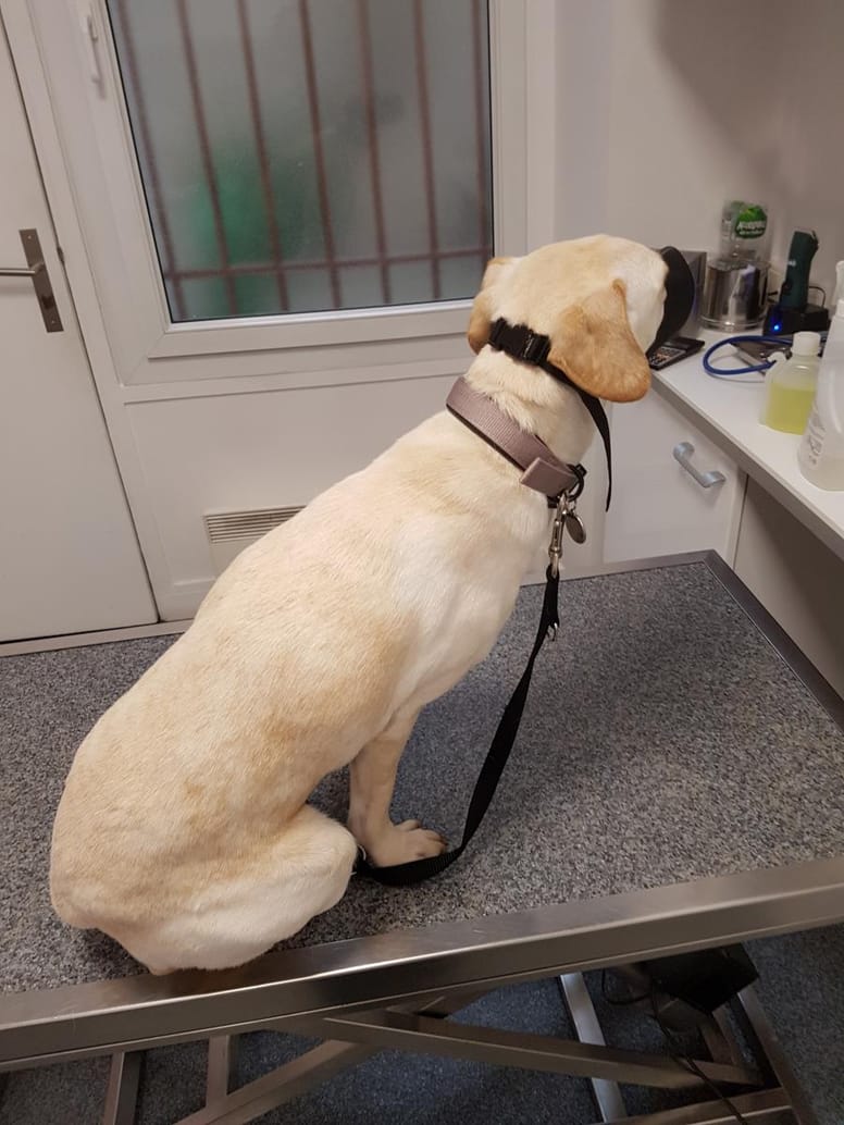 malinka chien RER