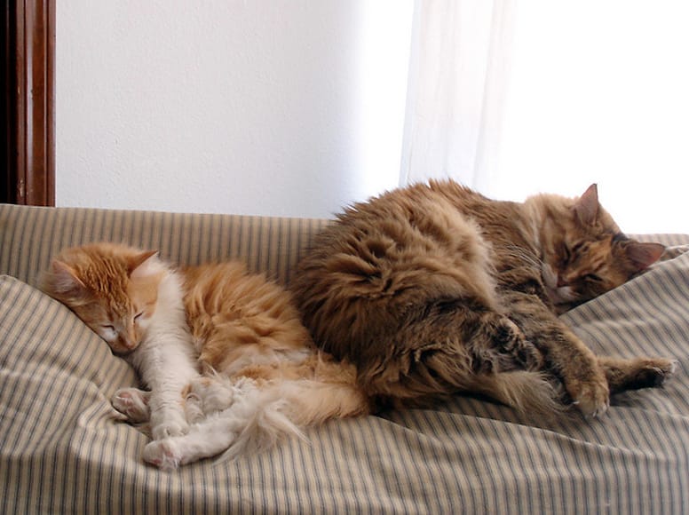 chat endormi