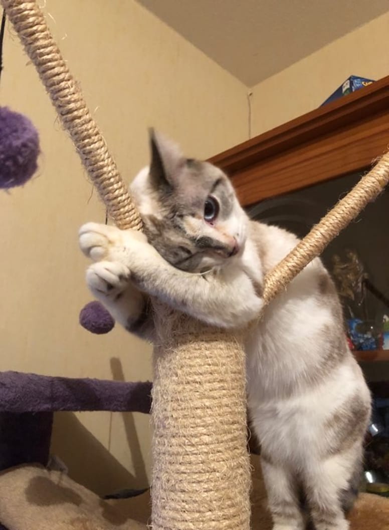 cookie chatte
