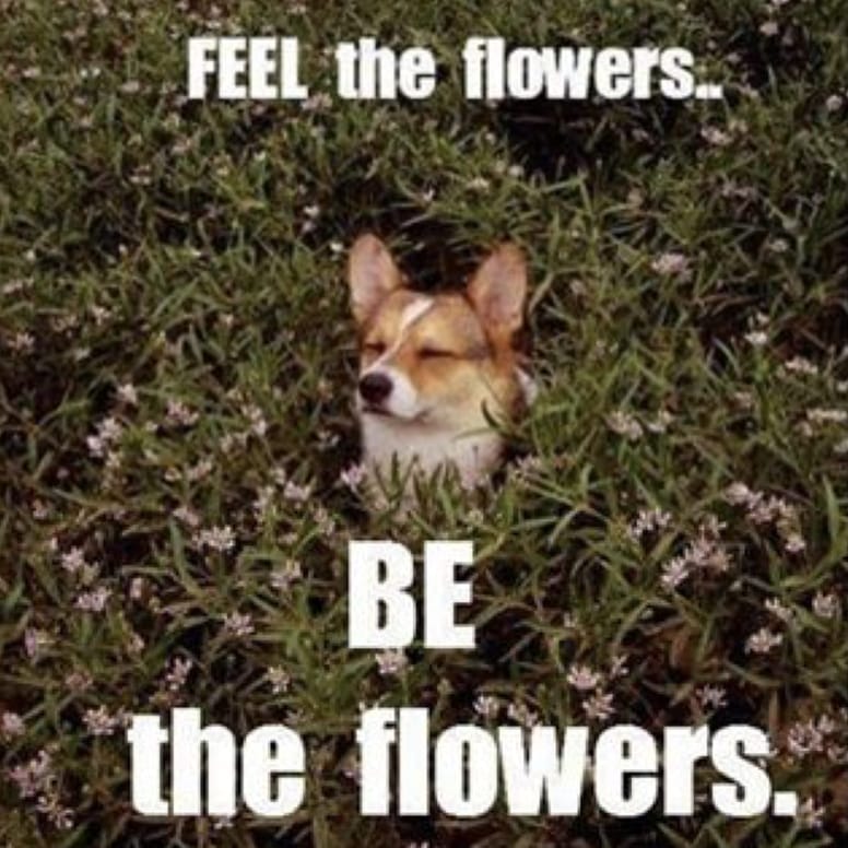 chien printemps fleurs