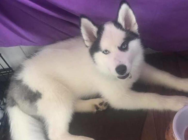 Photo postée par Kristin sur une page Facebook pour retrouver son chien