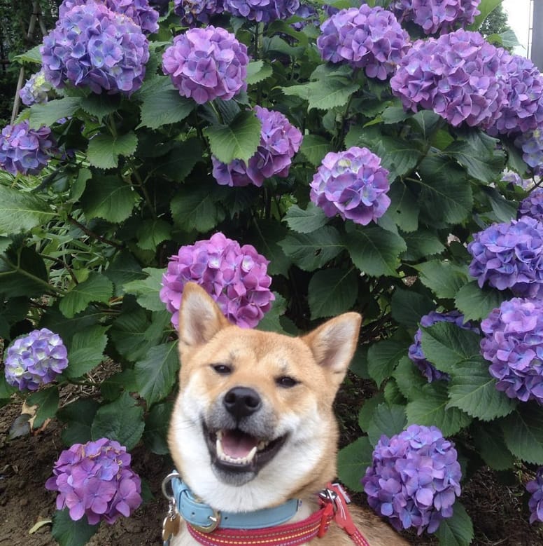 chien printemps fleurs