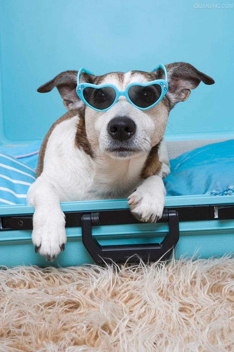 chien vacances
