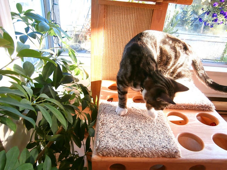 arbre à chats