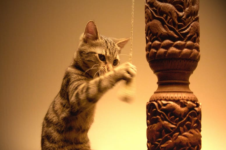 chat jeu