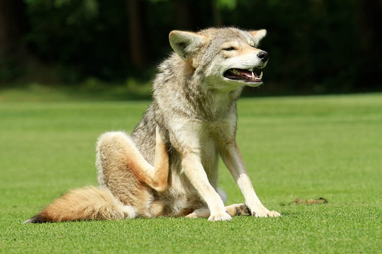 chien qui se gratte
