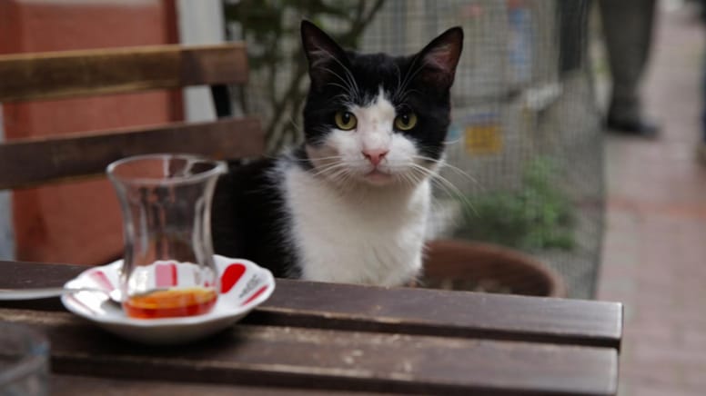chat istanbul