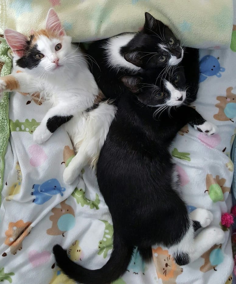 chatte paralysée qui prend soin d'autres chats