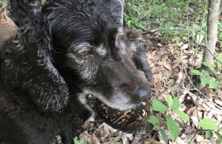 Le chien trouvant une tortue